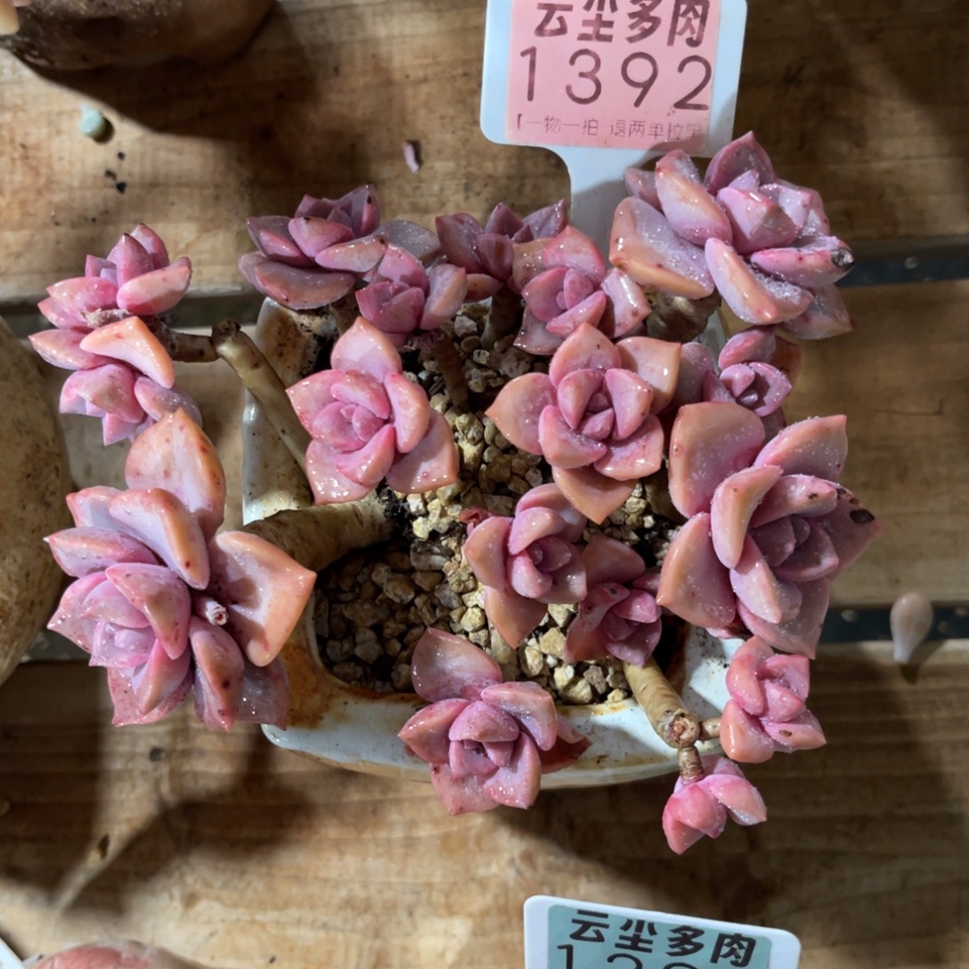 梁***️云尘多肉一物一拍不含盆1392，