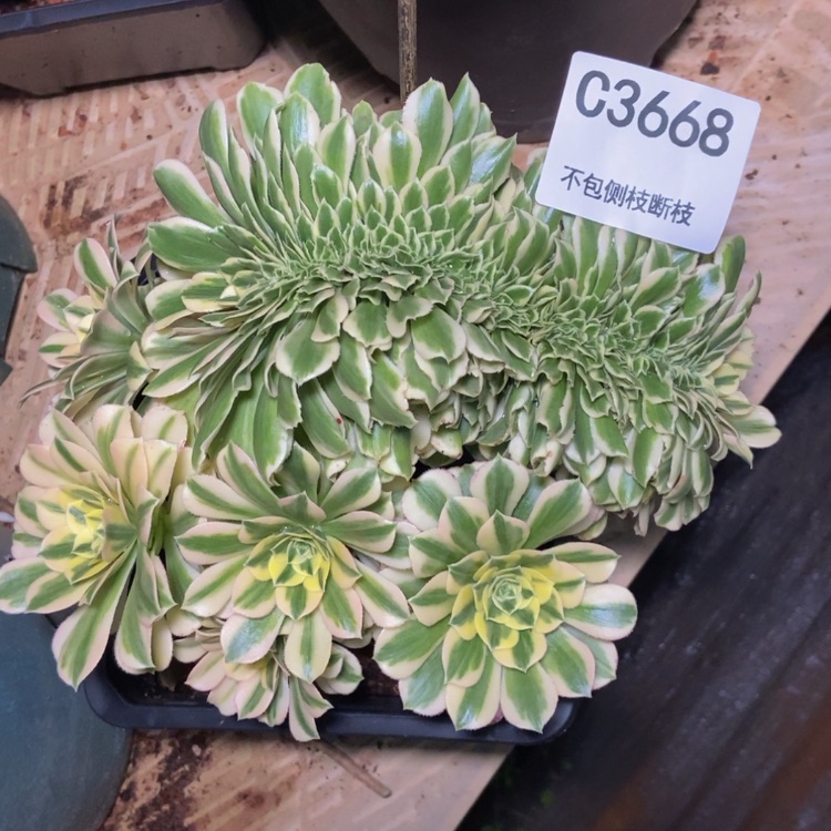 【闪购商品】3668迈巴赫多肉