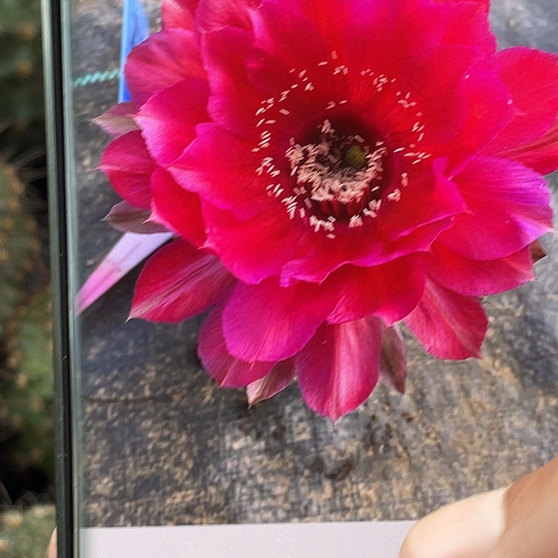 彩 口红侧芽 歪 满20包邮5–6公分