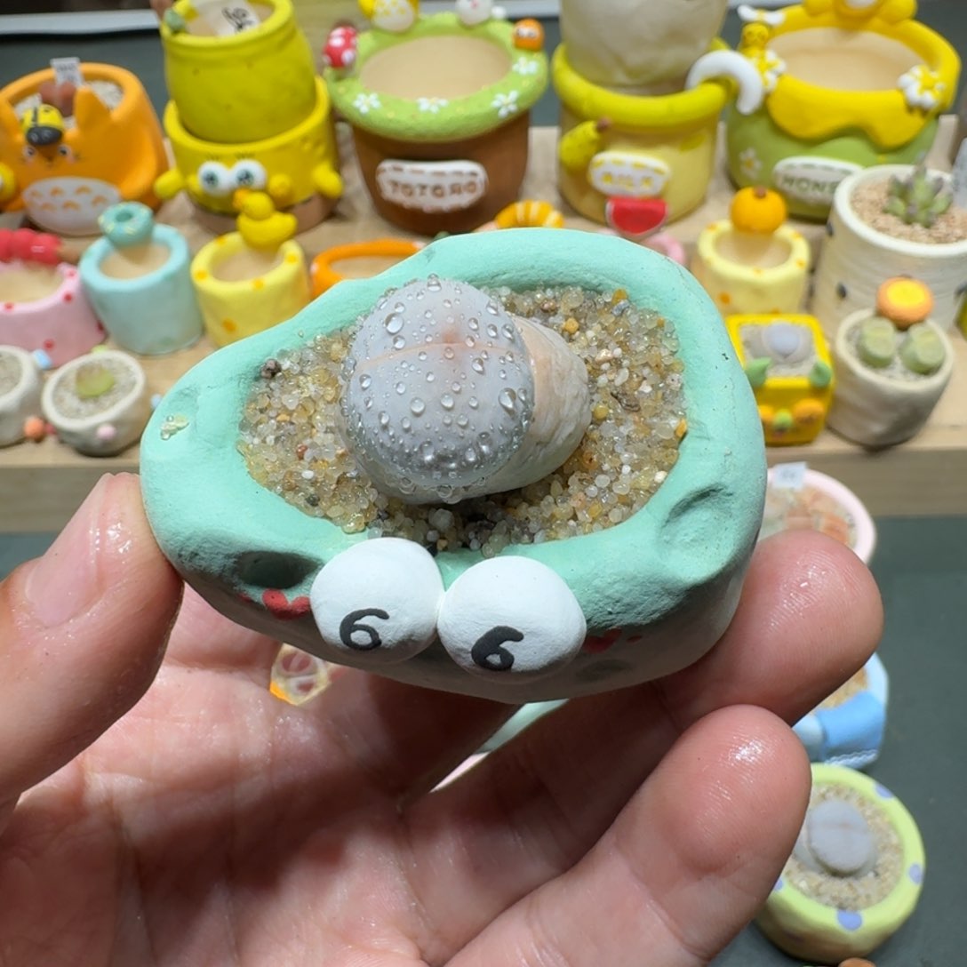 红陶蘑菇493高尔夫