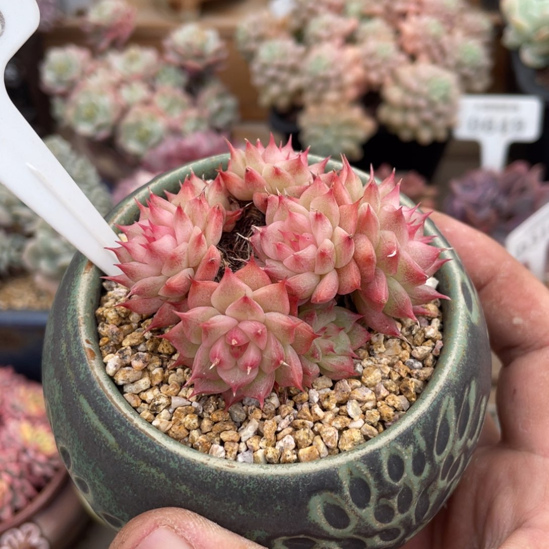 318海王群不带盆有砍