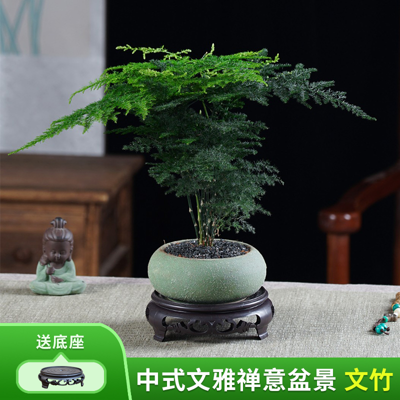 【优选】文竹易活书房茶几室内办公室绿植盆栽带盆种好送底座发货