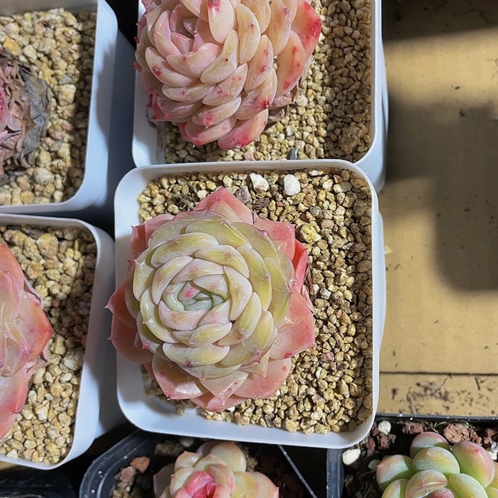 绿神奇9.9带盆土发