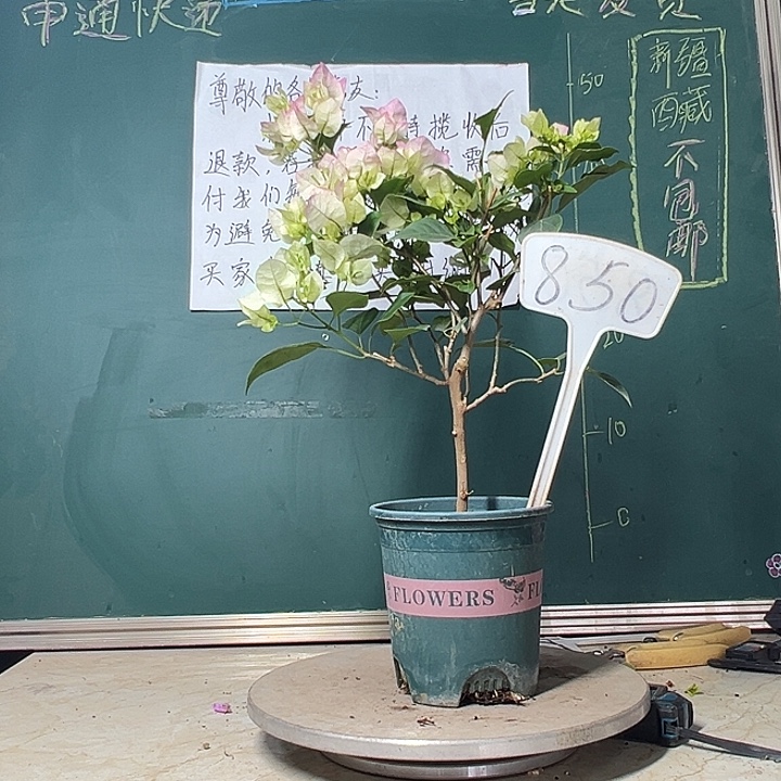 当前无花栽培后可以开花绿樱 850