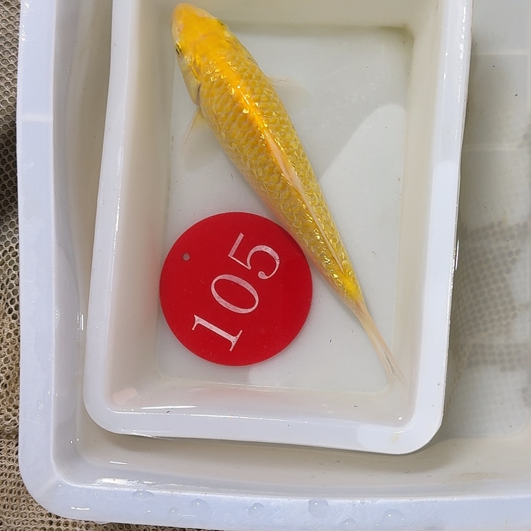 海水鱼105105105105