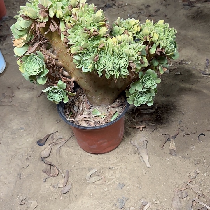 多肉植物绿羊绒缀21
