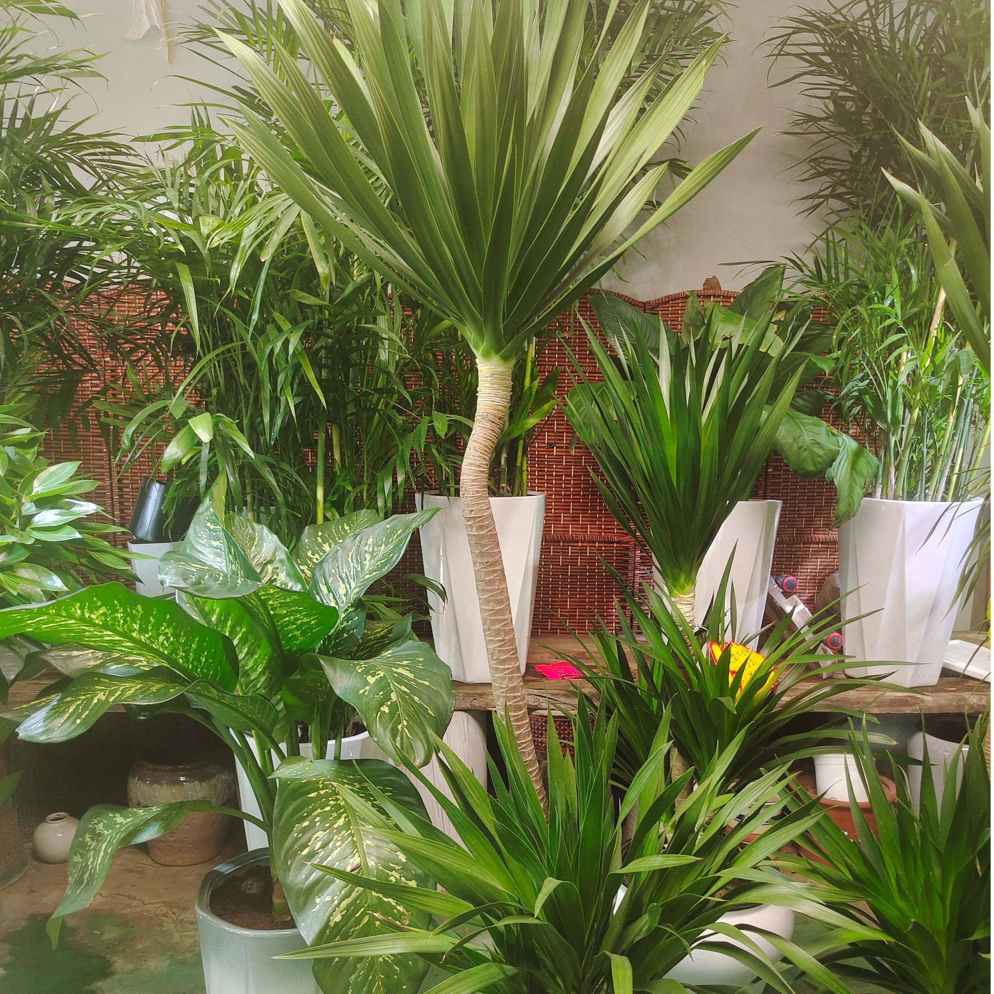 【太空铁龙血树】太空铁造型。