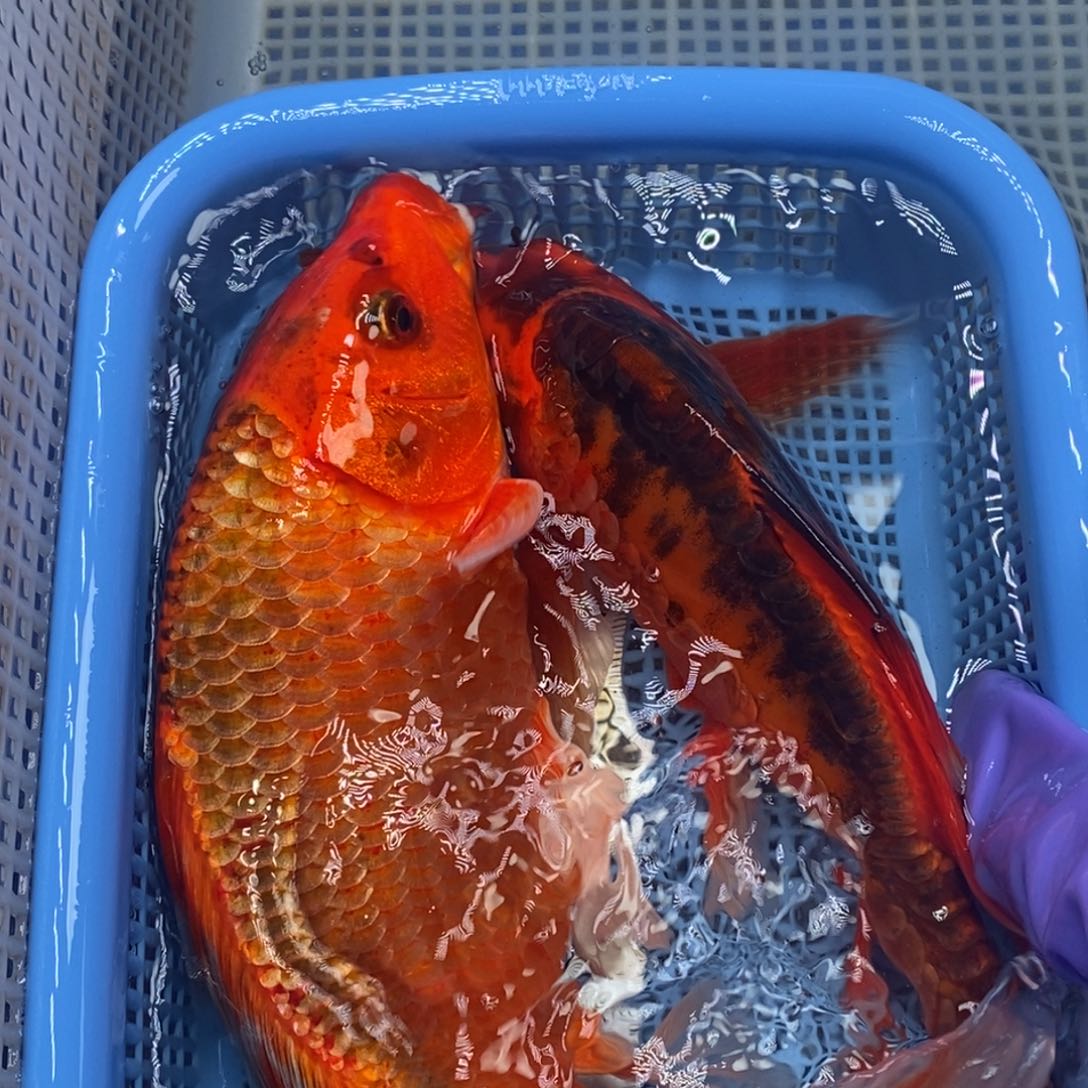 锦鲤冷水锦鲤包邮