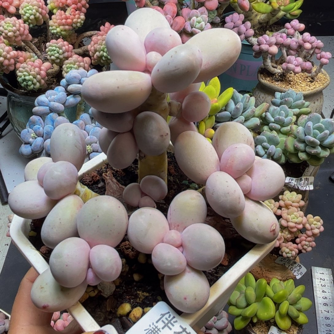 水光针奶酪1022/9cm