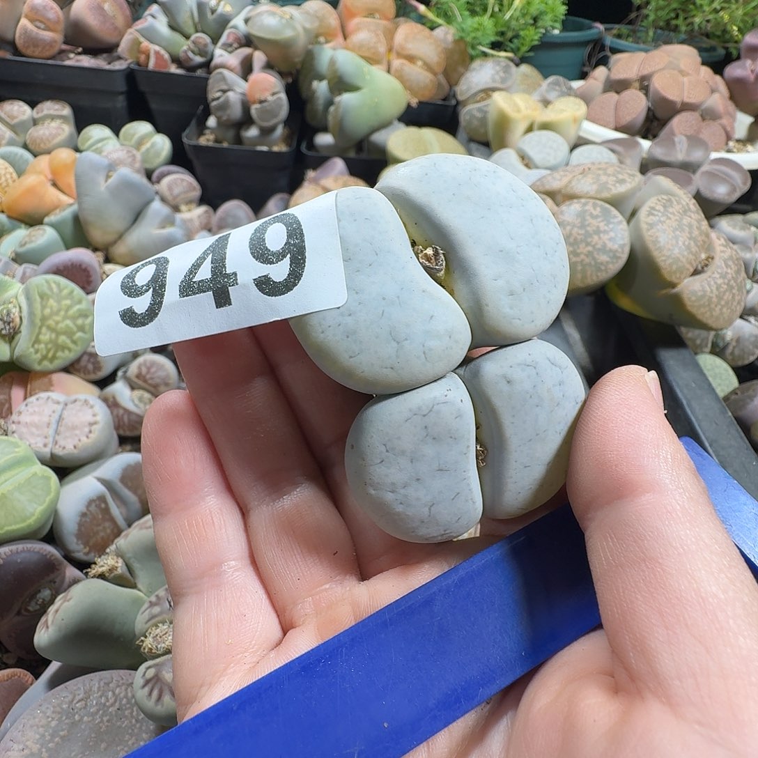 毛***皮生石花一物一拍949