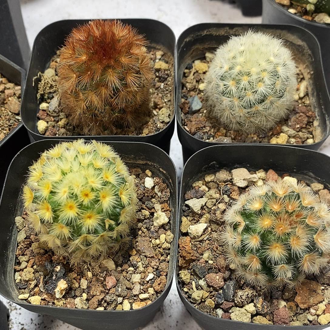 4颗泰系佛头嘉文万