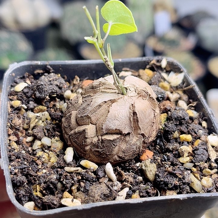 南非龟甲龙实生球3.3公分