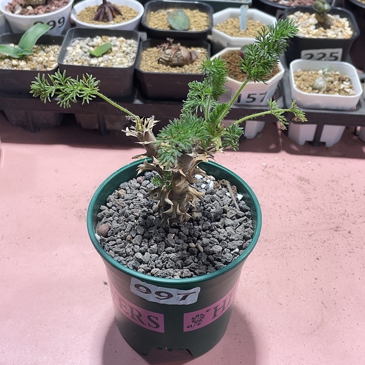997出云杨葵块根，