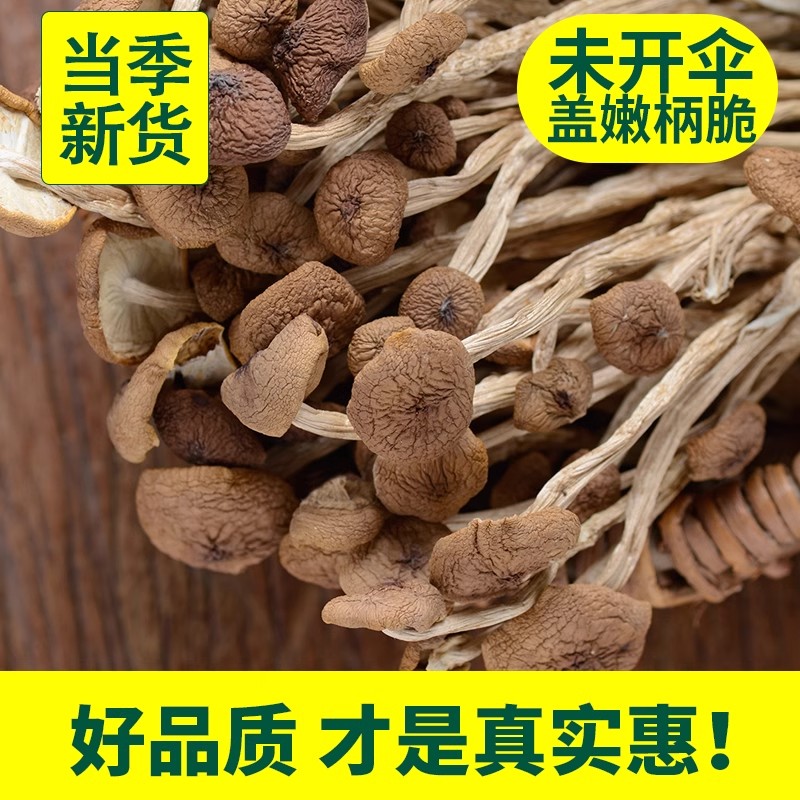 【拍一发三】古田特产不开伞当年新货茶树菇干货 