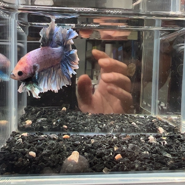 斗鱼87 竞拍跑单拉黑3号