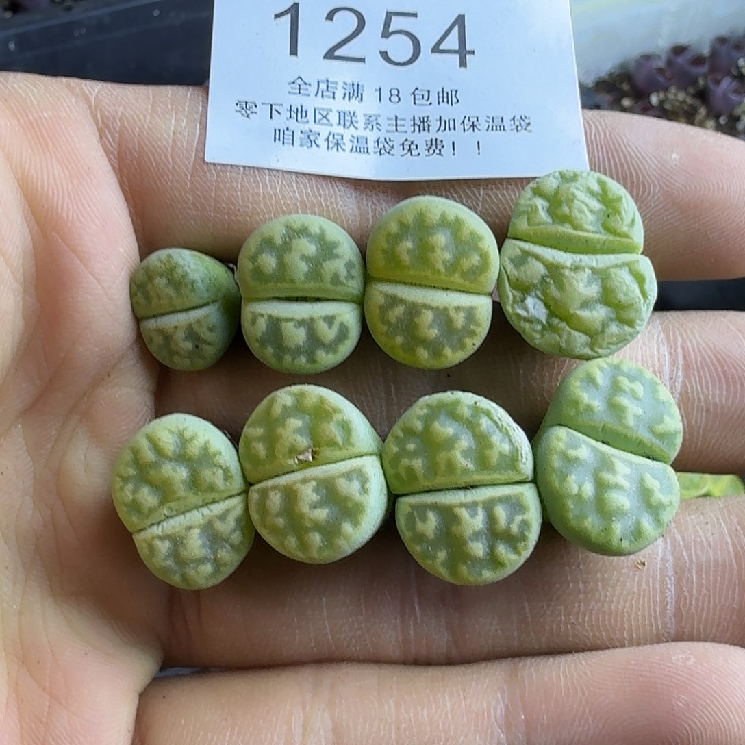 1254 哈哈哈哈哈哈哈哈哈