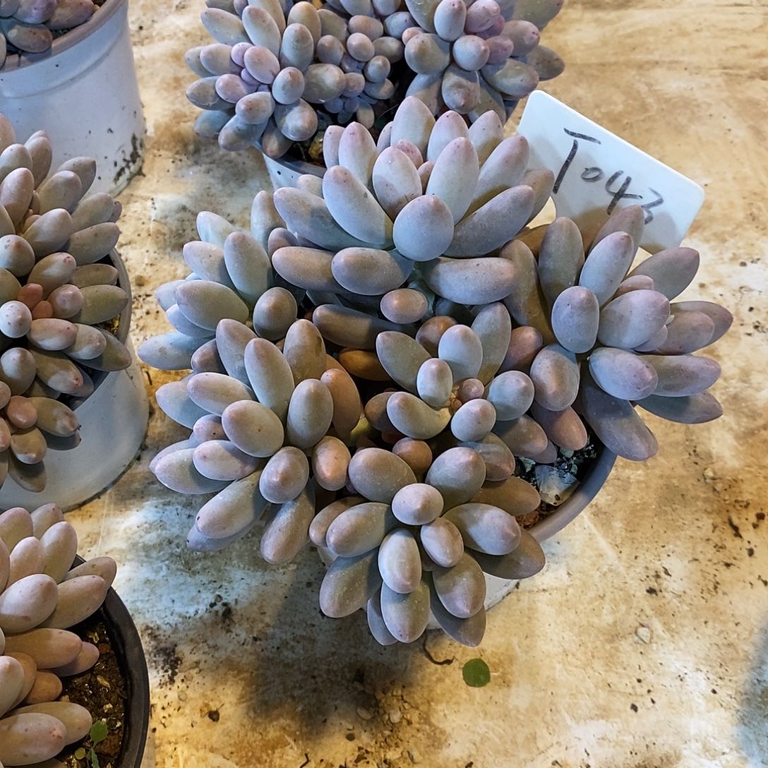 自然科学是指通过科学技术研究获得