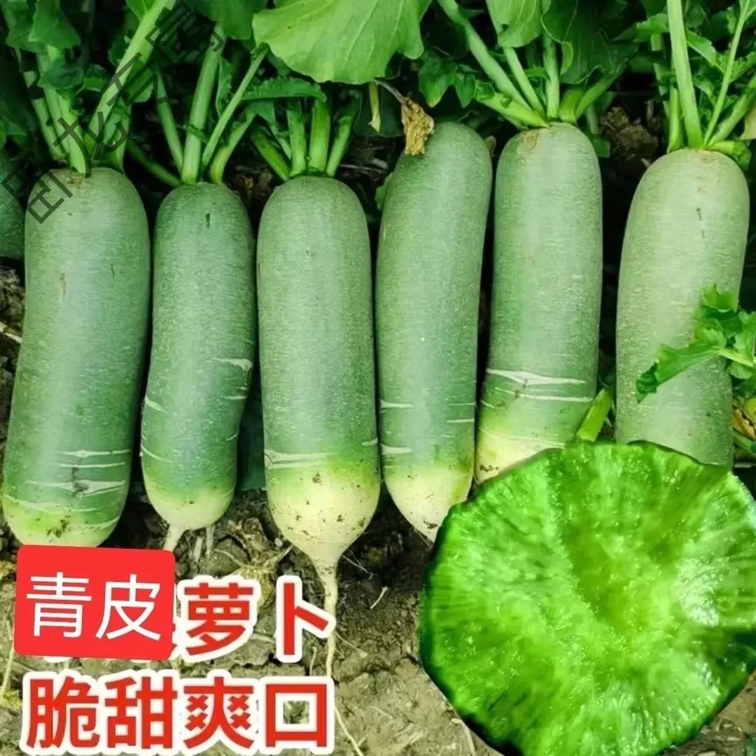 【精品】山东潍县新鲜青萝卜现挖农家自种水果萝卜包邮产地直发