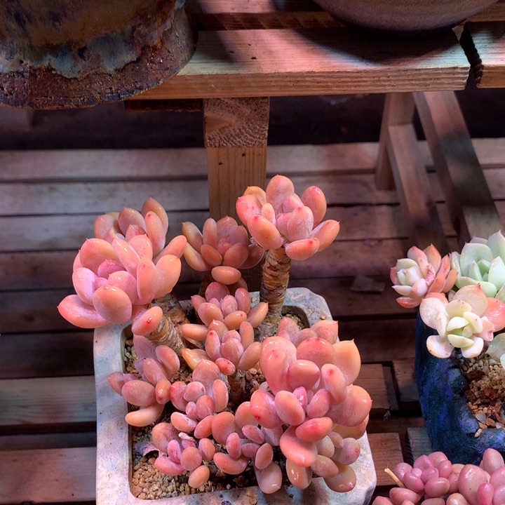 灰姑娘多肉植物z z