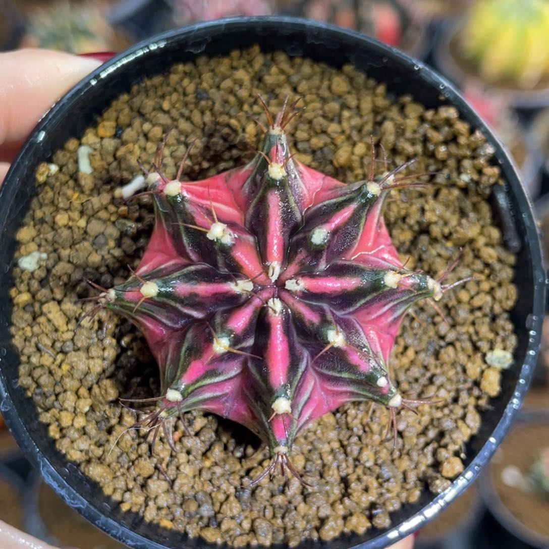 米哈星球00000000035