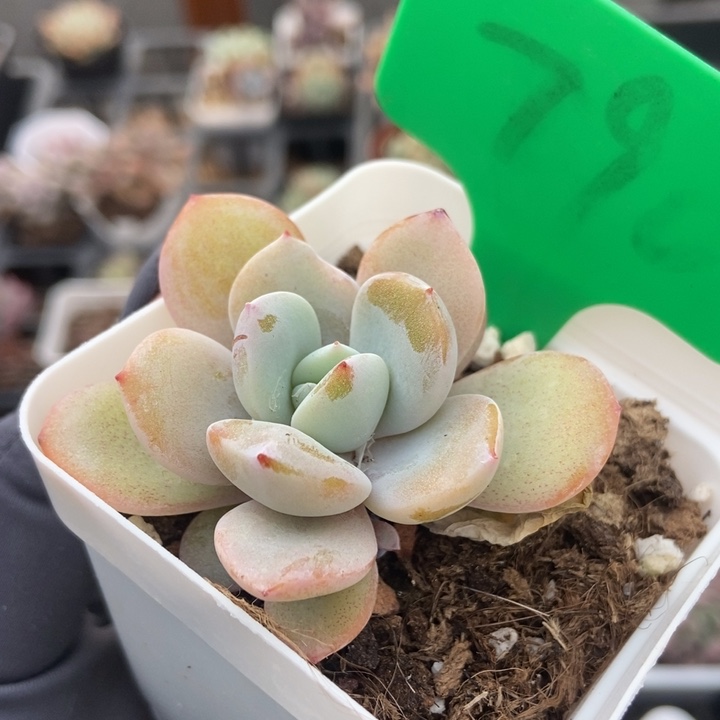 790奶茶多肉植物保护