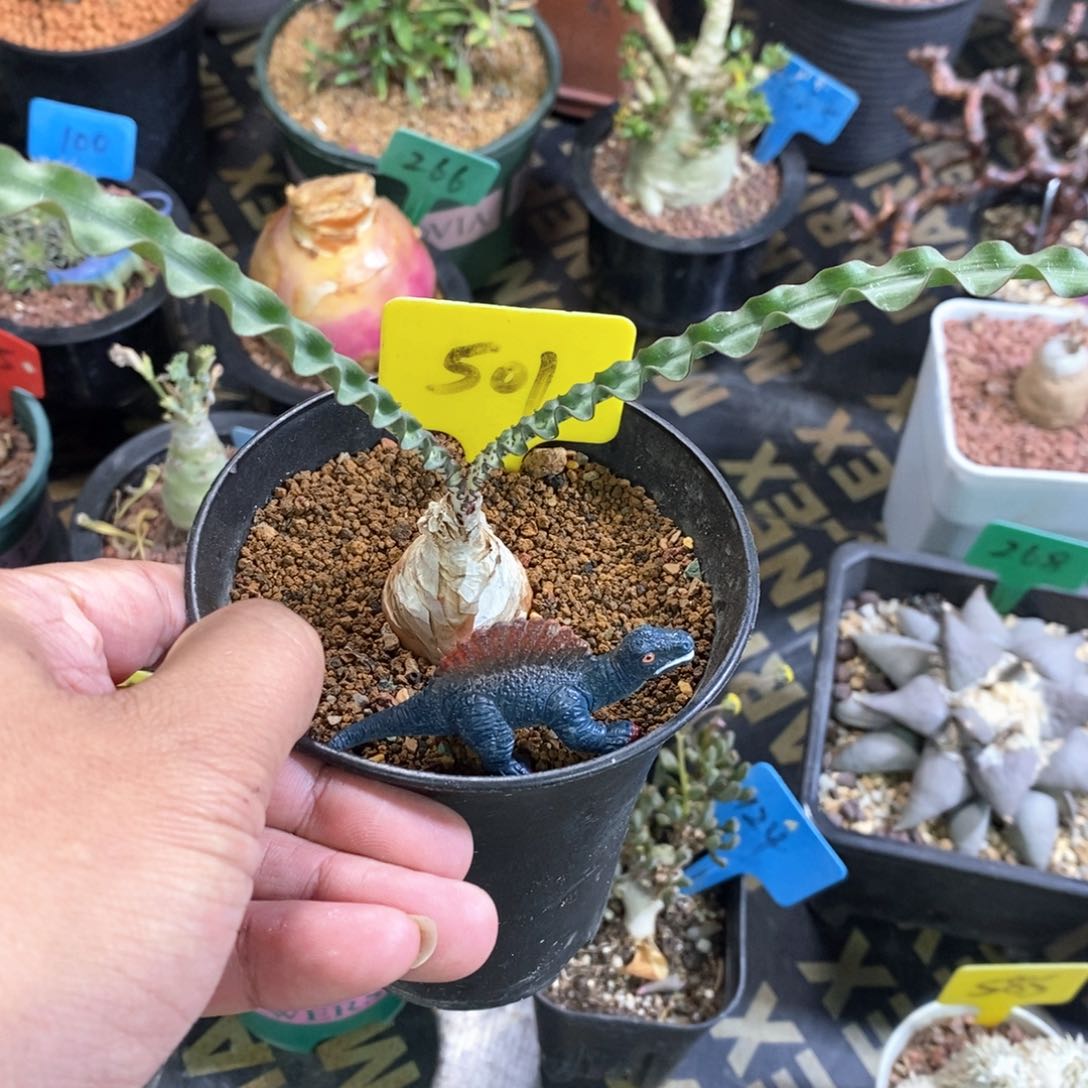 波叶血莲多肉植物