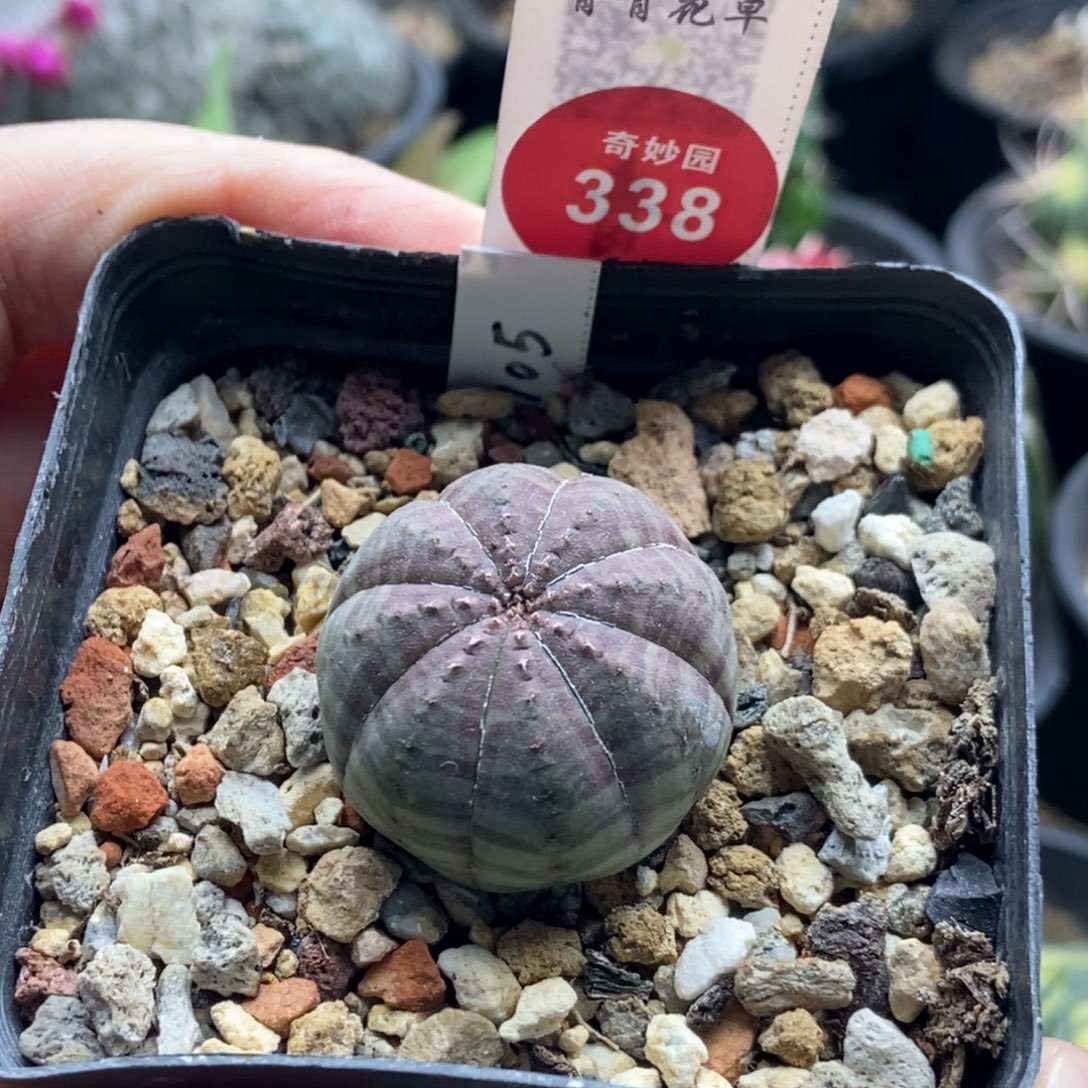 实生欧系胭脂布纹球2.8cm