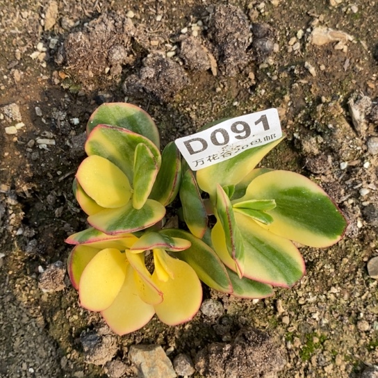 091新花月锦多肉植物