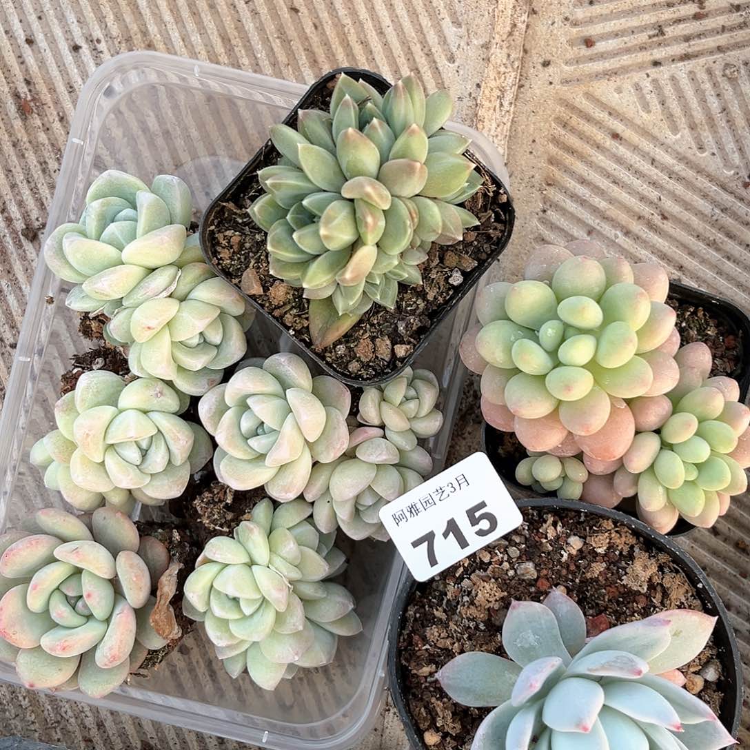 阿雅园艺。   715