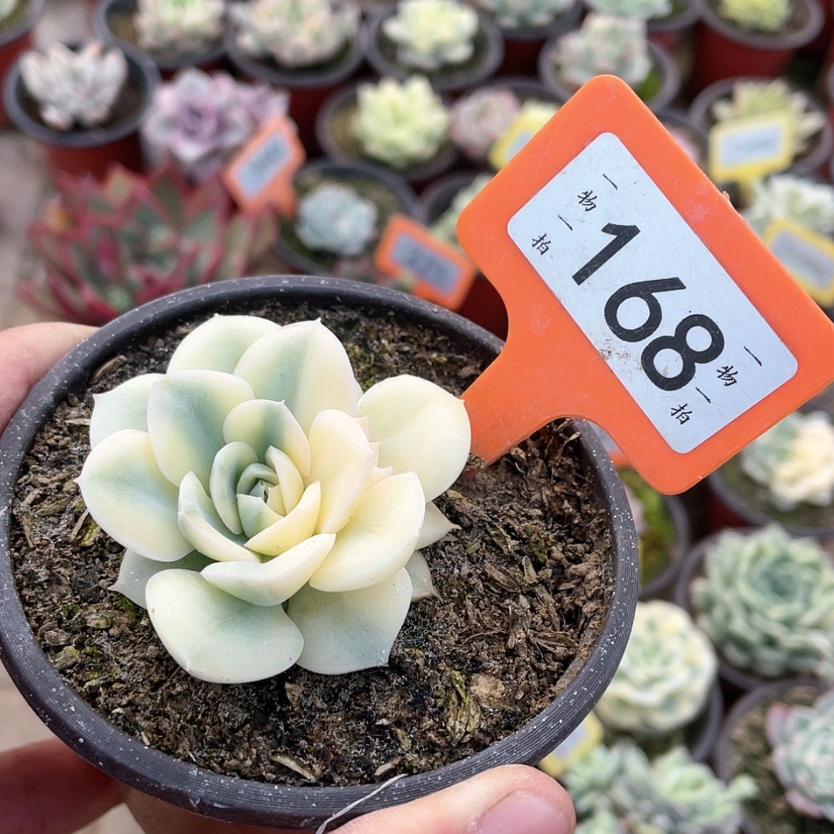 【闪购商品】无**果168号