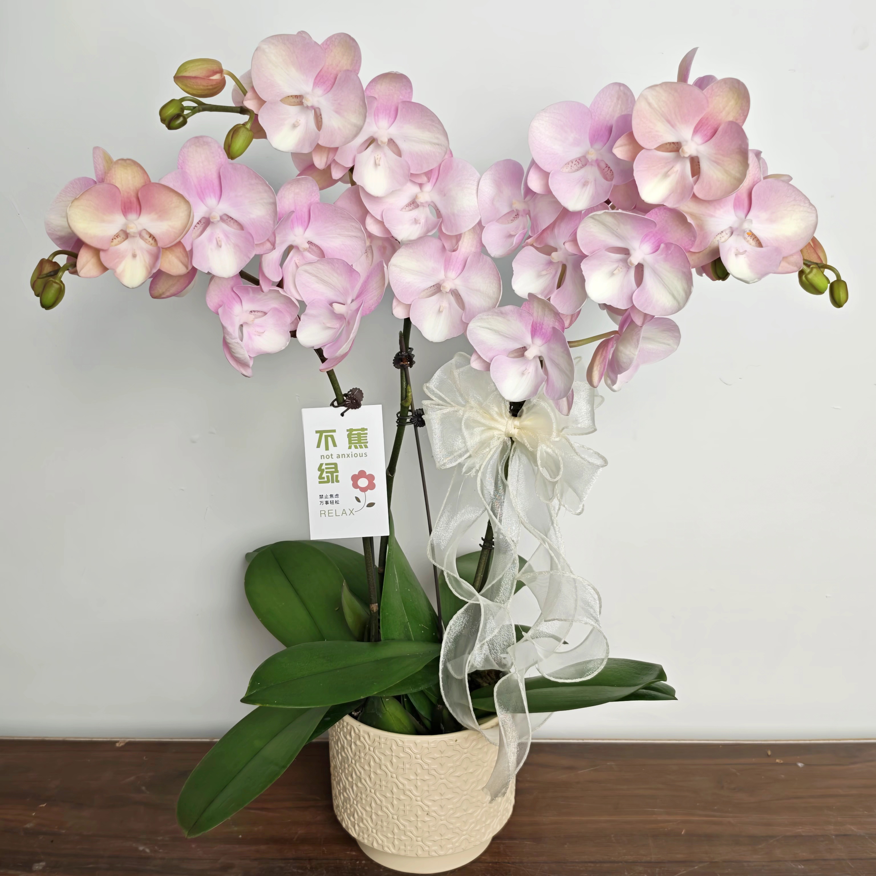 【威尼斯】蝴蝶兰稀有复古马克龙粉色渐变 室内盆栽花卉-完全开放