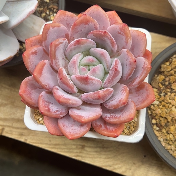 奥橙 单头 夏鸣园艺