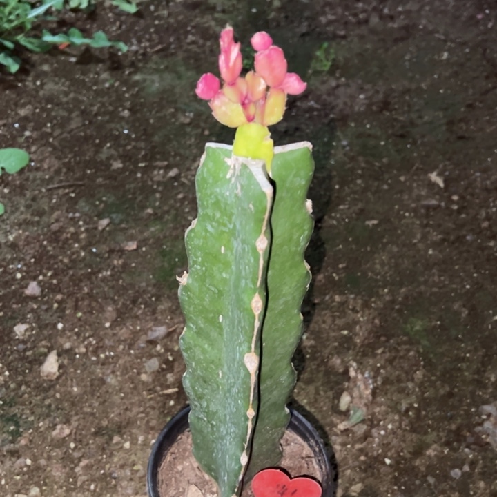 好***上当前无花栽培后可以开花037  141