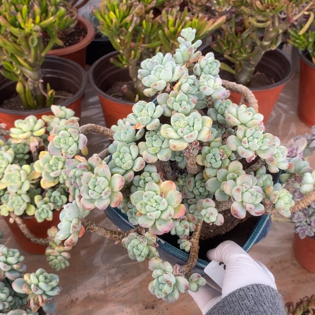4511劳尔整桩一物一拍