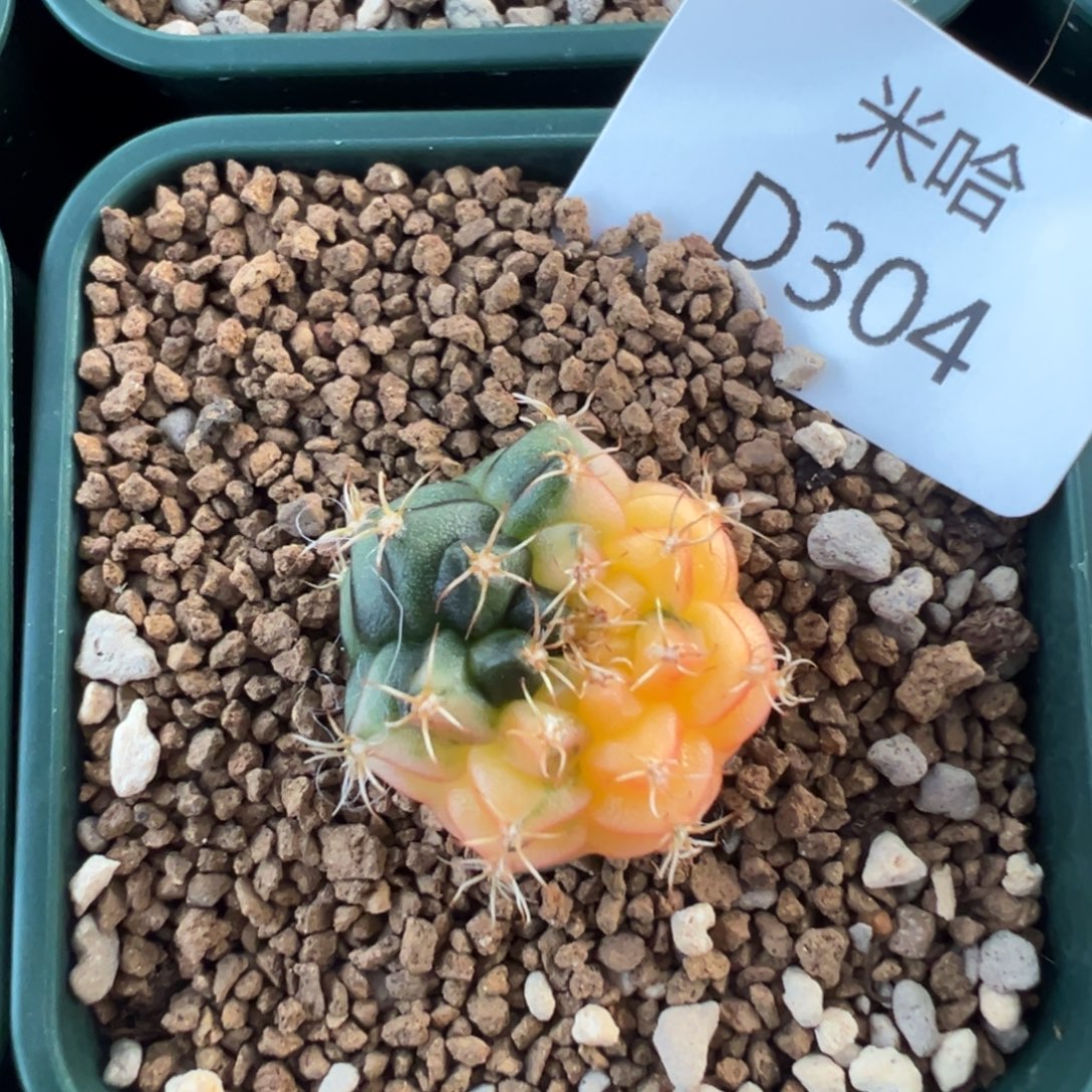 304 好看的米哈冲冲冲