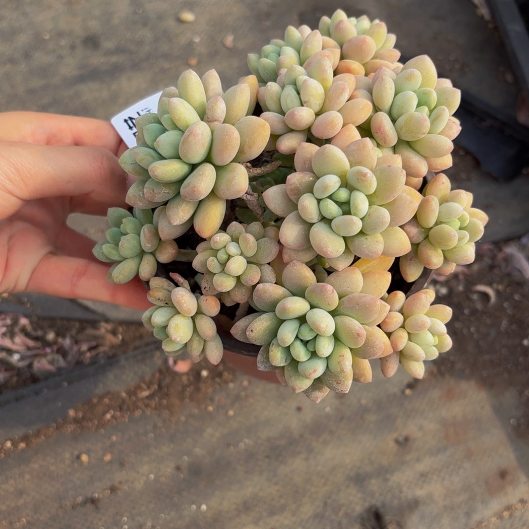 洛神一物一拍4152