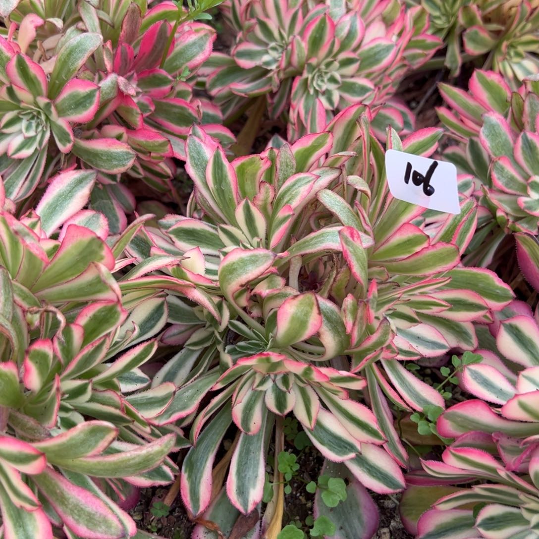 20包邮106粉铜朵朵一颗8