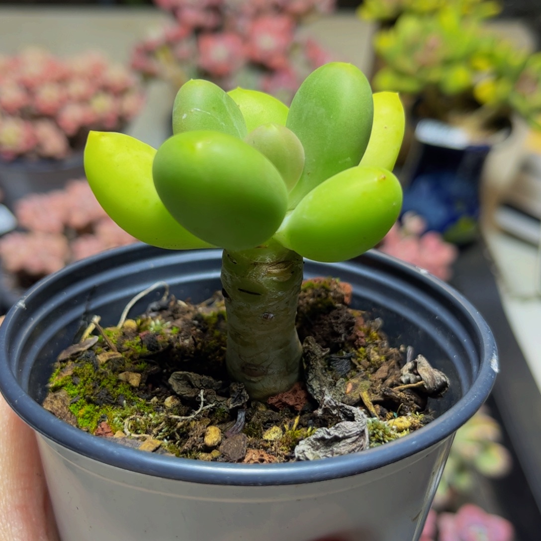 282芒果奶5厘米多肉