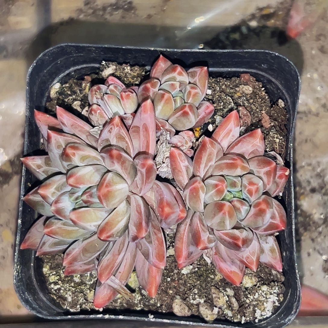 桔云多肉美人精品系列