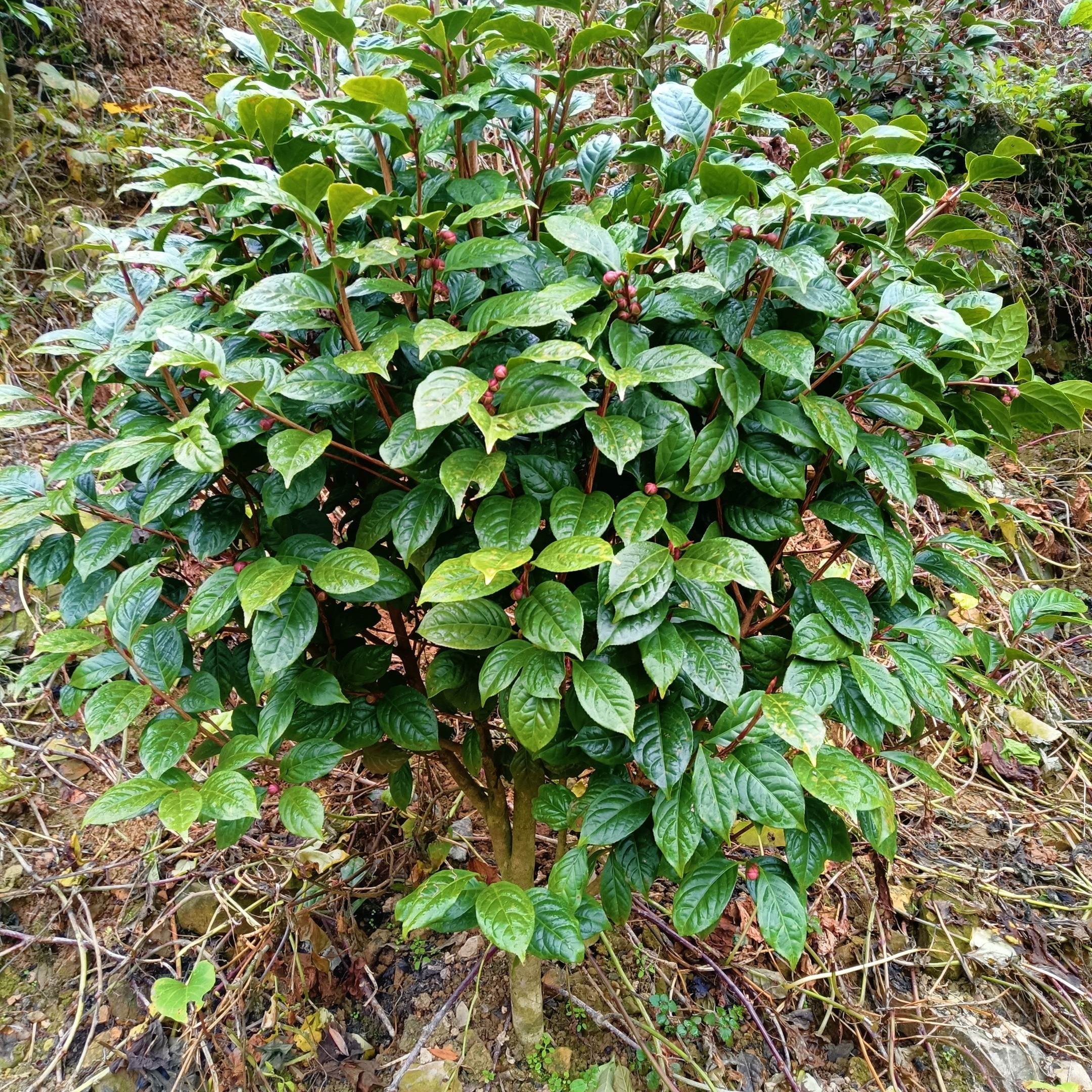 四季浓香型桂花盆栽好养花卉增添室内生机