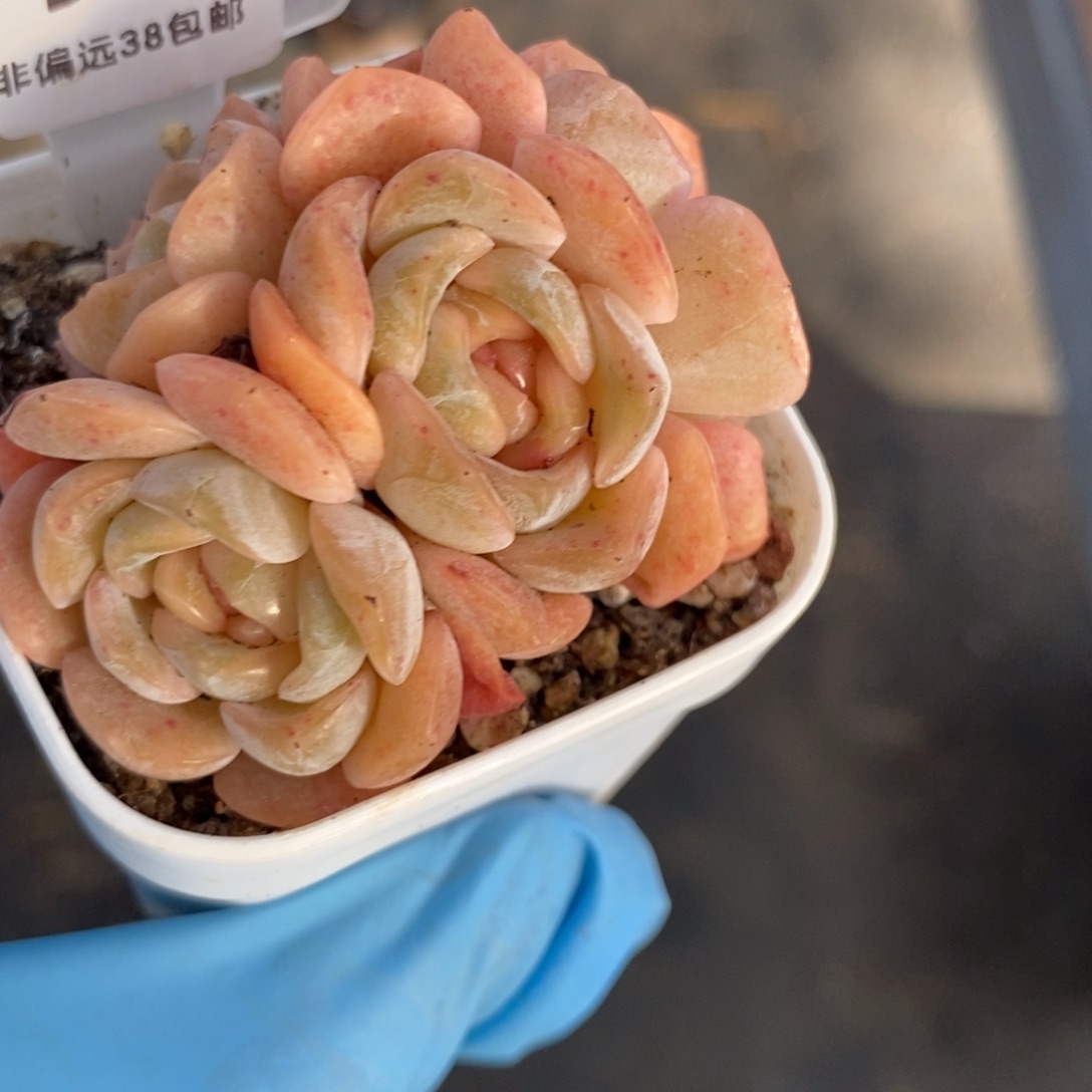 22东篱下多肉植物盆栽