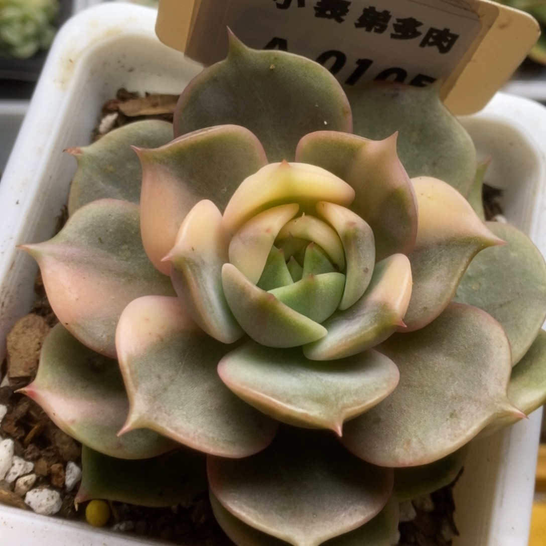 105贝加尔湖哈哈哈哈哈哈嗝