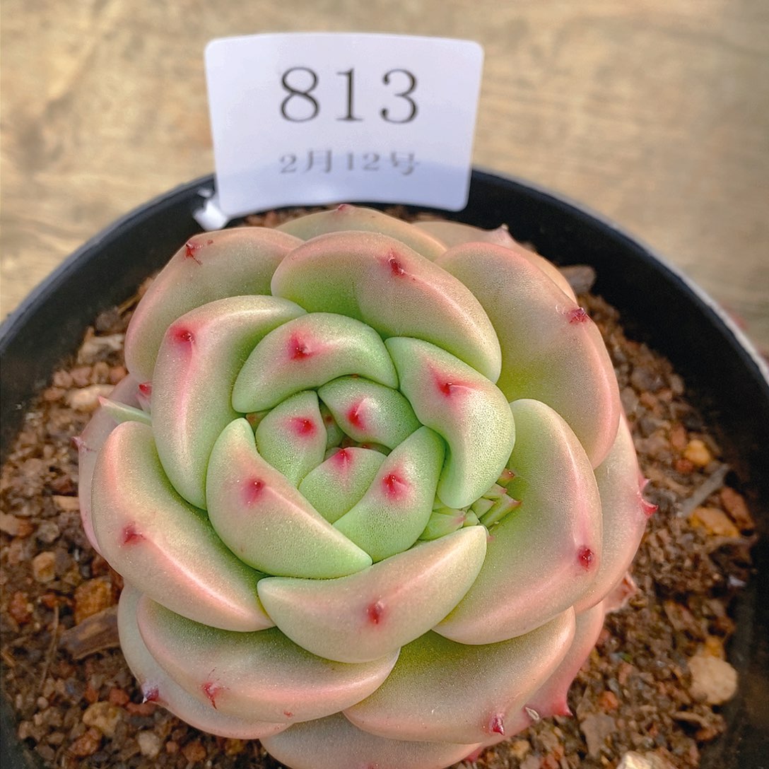 【闪购商品】云813无尽灯