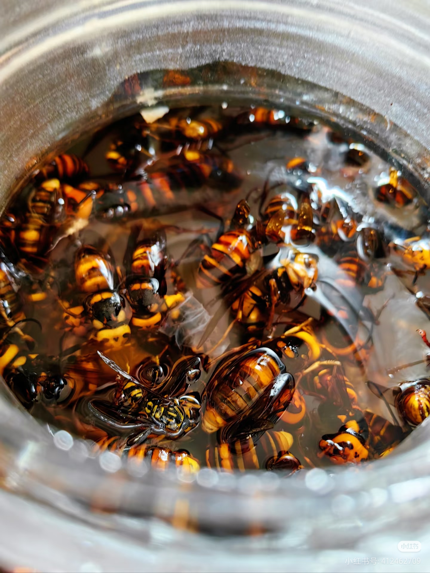 （边品出滇）云南中华虎头蜂金环虎头蜂黑尾虎头蜂桑椹泡料