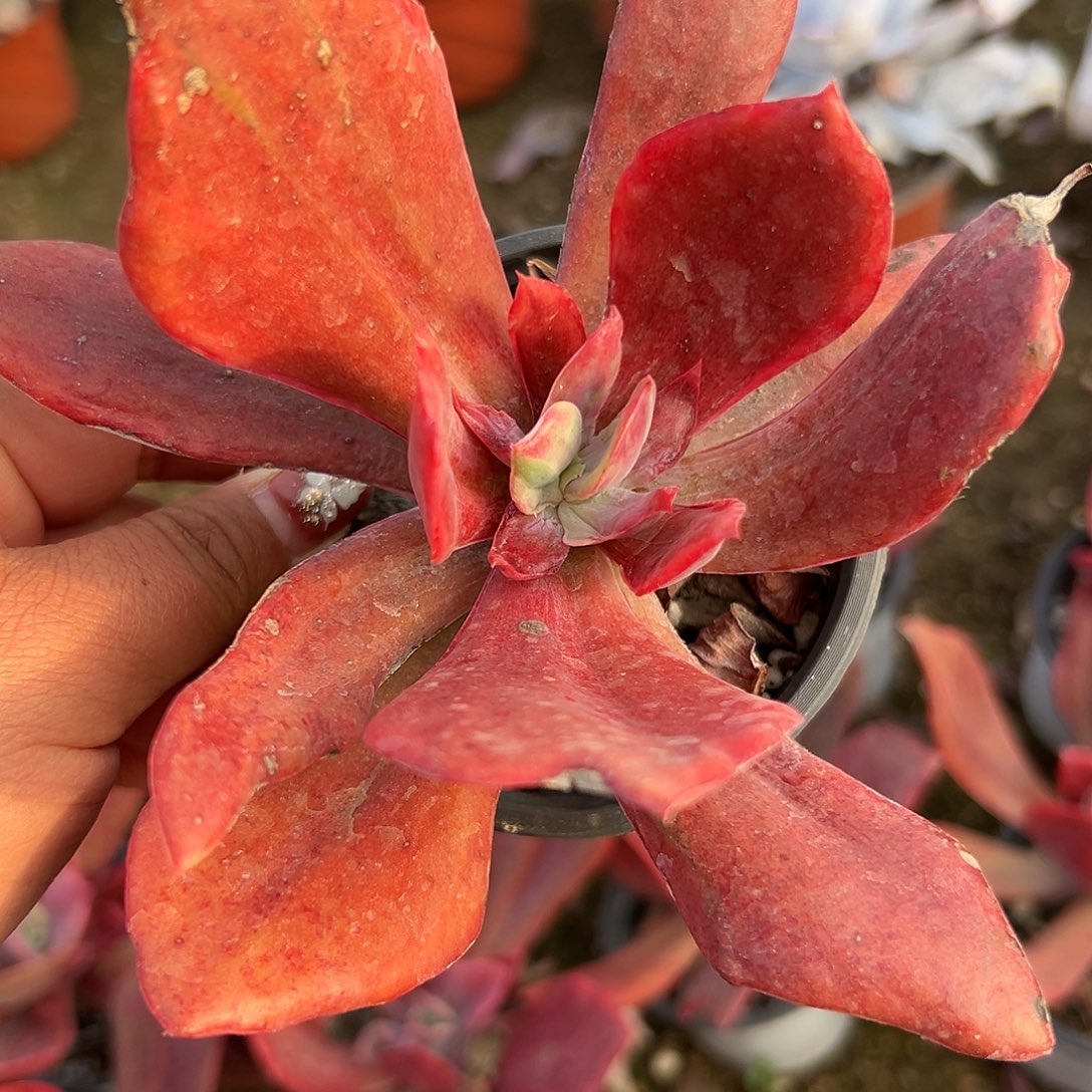 多肉植物钻石锦单头