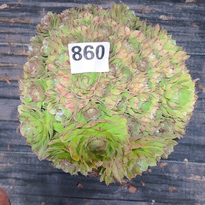 【闪购商品】860万拉丝2-8