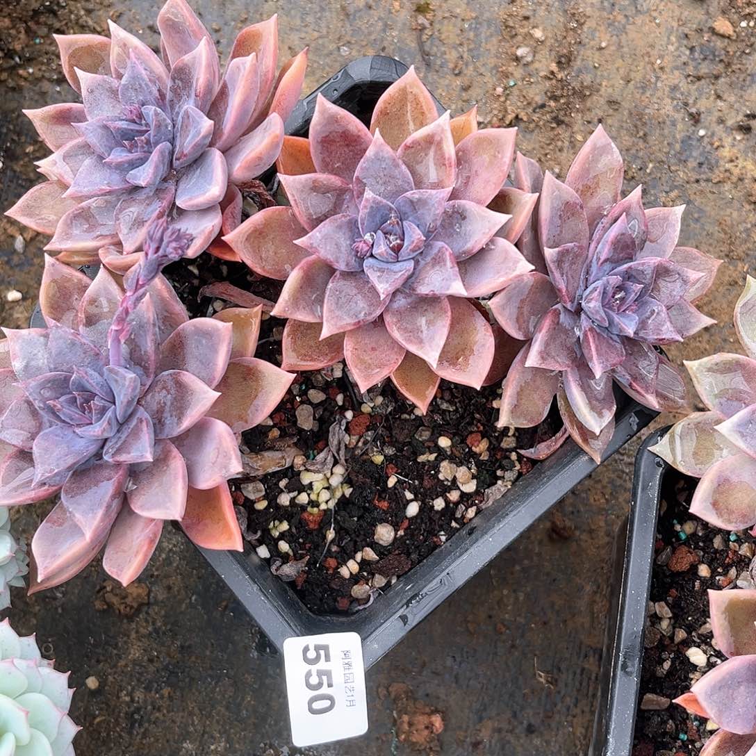 阿雅园艺。         脱土发货紫雾550