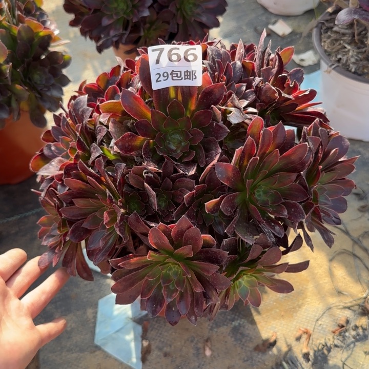 金丝缕……多肉植物……