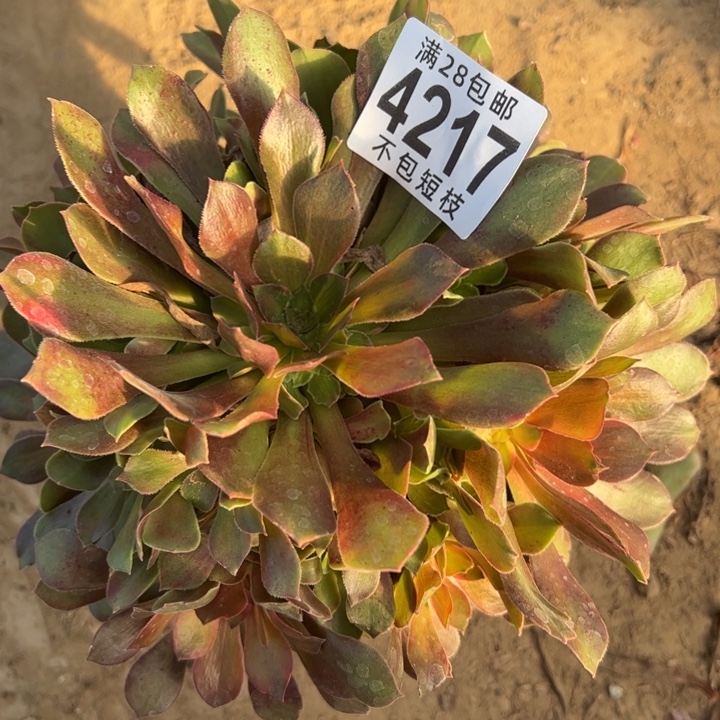 4217流星雨多肉植物法师