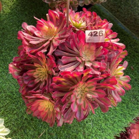 426铜壶锦朵朵多肉，